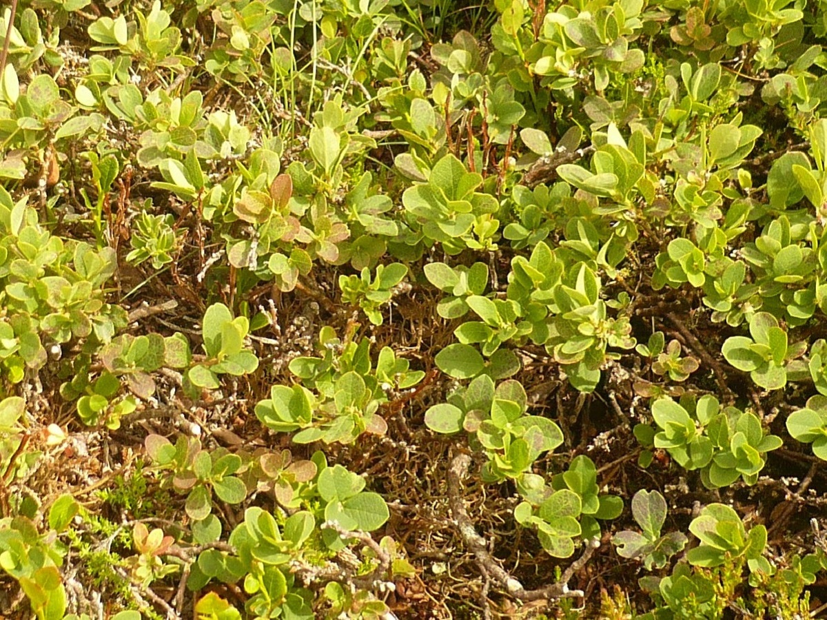 Vaccinium uliginosum subsp. microphyllum (Ericaceae)